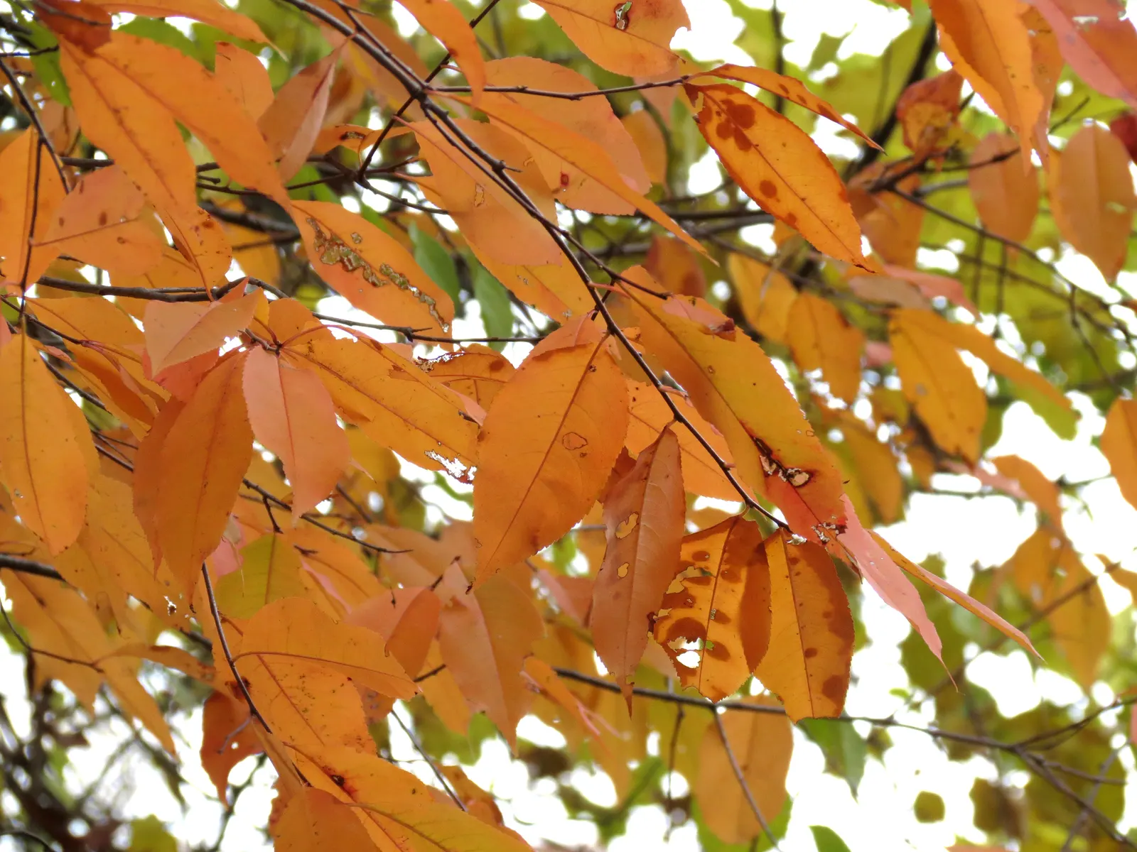 Black Cherry (Prunus Serotina) — delicate racemes of fragrant white flowers emerge