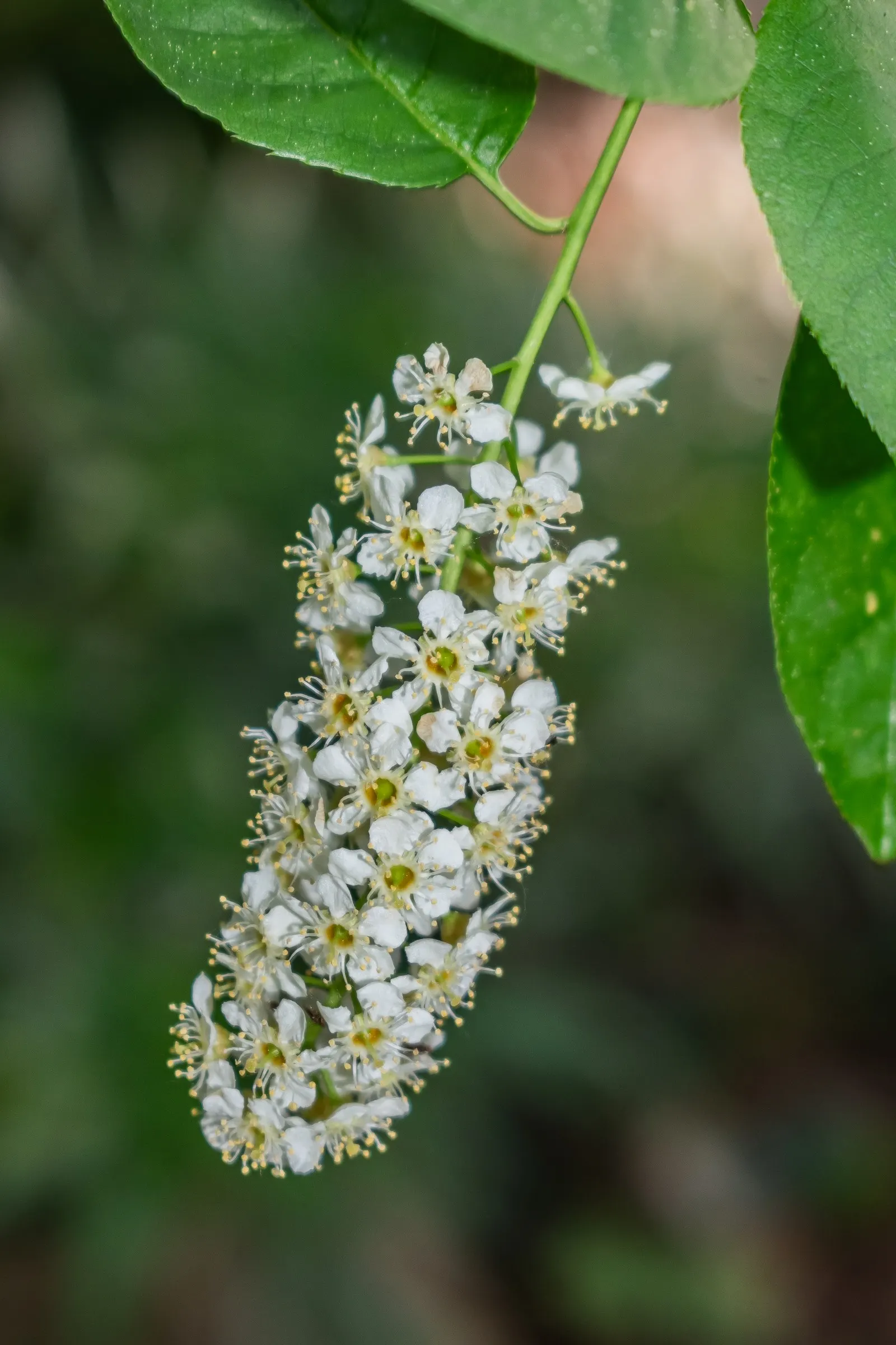 Black Cherry (Prunus Serotina) — it thrives in full sun to part shade and adapts to various soils; here's a description that should be, image 102