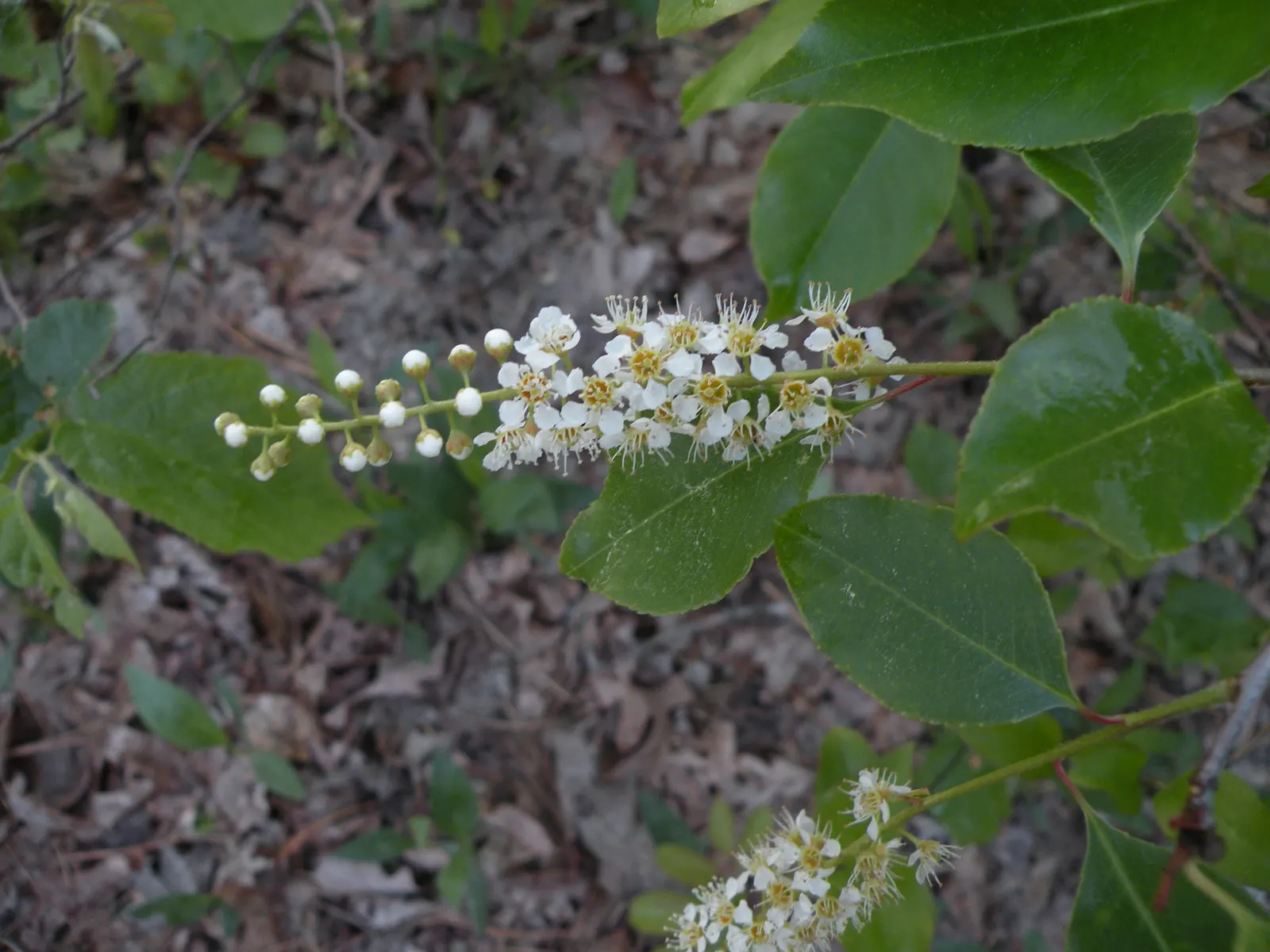Black Cherry (Prunus Serotina) — reaching up to 50-80 feet tall with a spread of 35-50 feet; this stately deciduous tree features an oblong-oval to, image 66