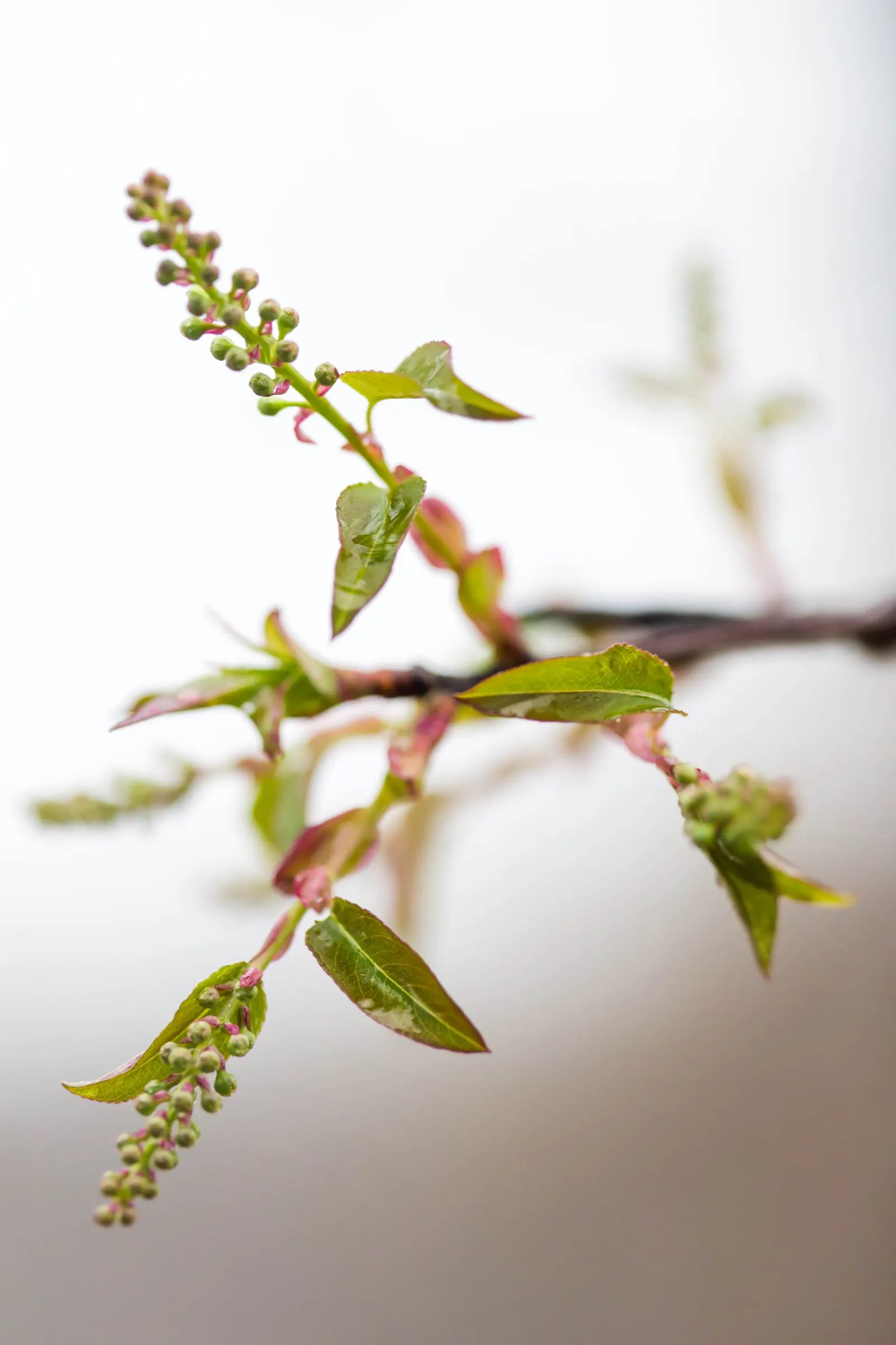 Black Cherry (Prunus Serotina) — offering a grand silhouette against the skyline.<br><br>Its leaves are simple and alternately arranged
