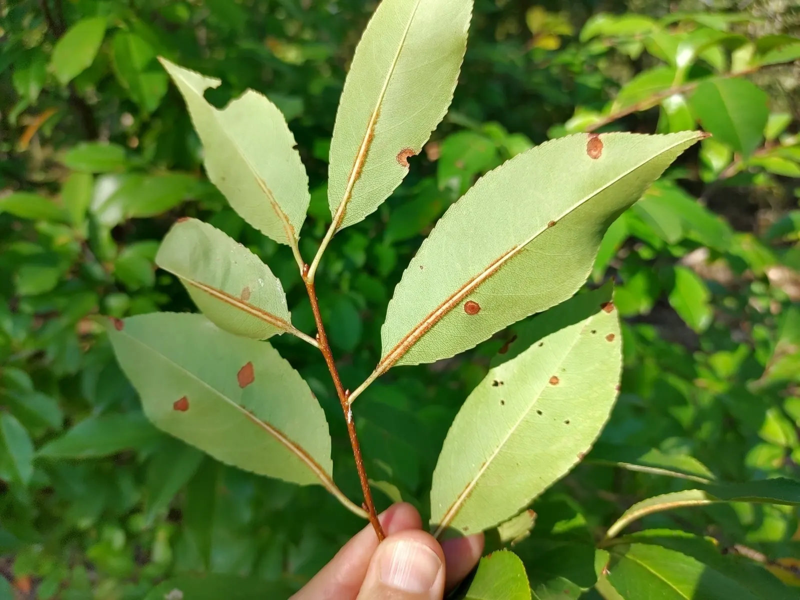 Black Cherry (Prunus Serotina) — adding ecological value to your landscape.<br><br>For optimal growth; esteemed for its ornamental beauty and, image 84