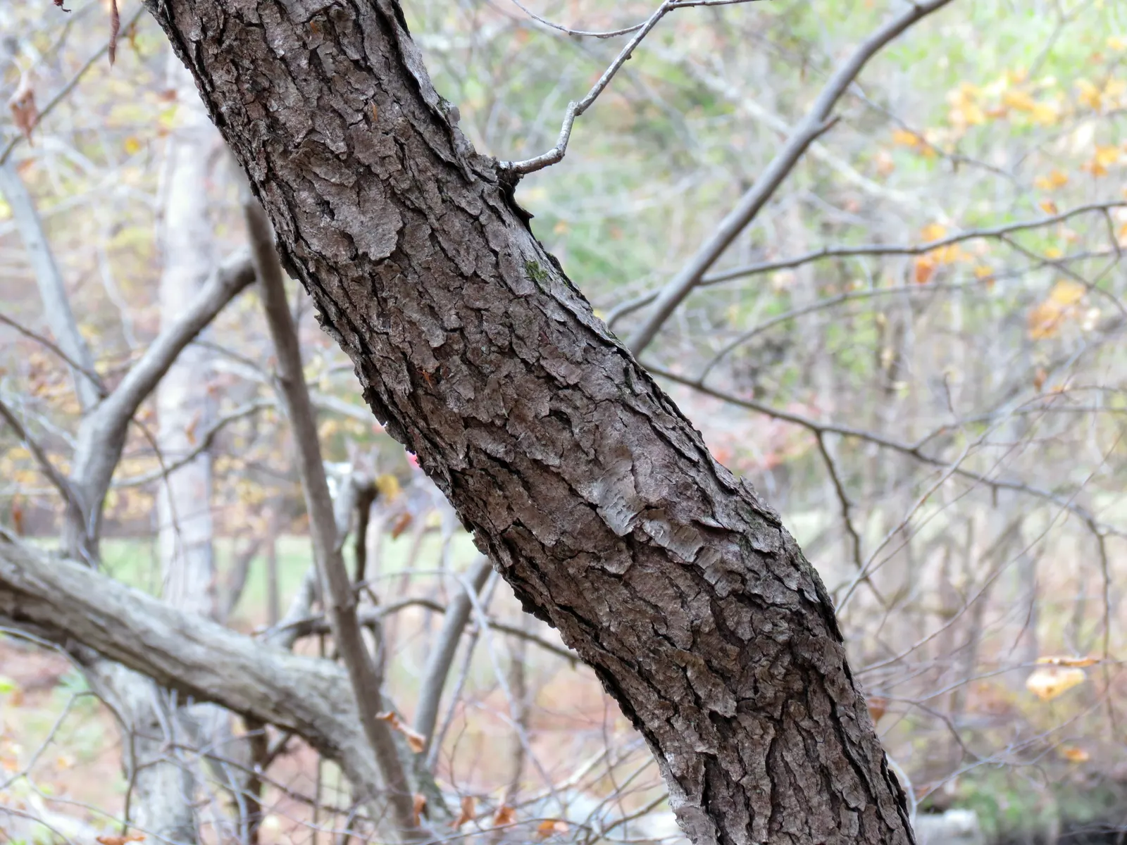 Black Cherry (Prunus Serotina) — followed by purplish-black edible fruits that attract wildlife; consider incorporating this native tree into designs where