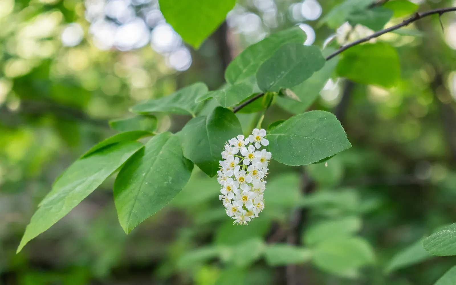 Black Cherry (Prunus Serotina) — providing a striking display; tree with pink and white blooms, image 110