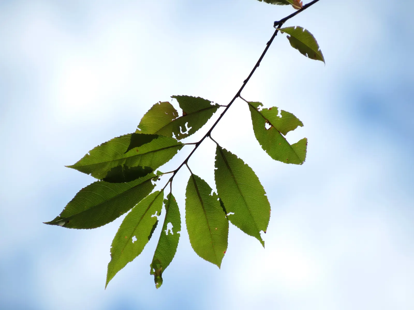 Black Cherry (Prunus Serotina) — Fall foliage is a striking yellow to red; tree for full, image 69