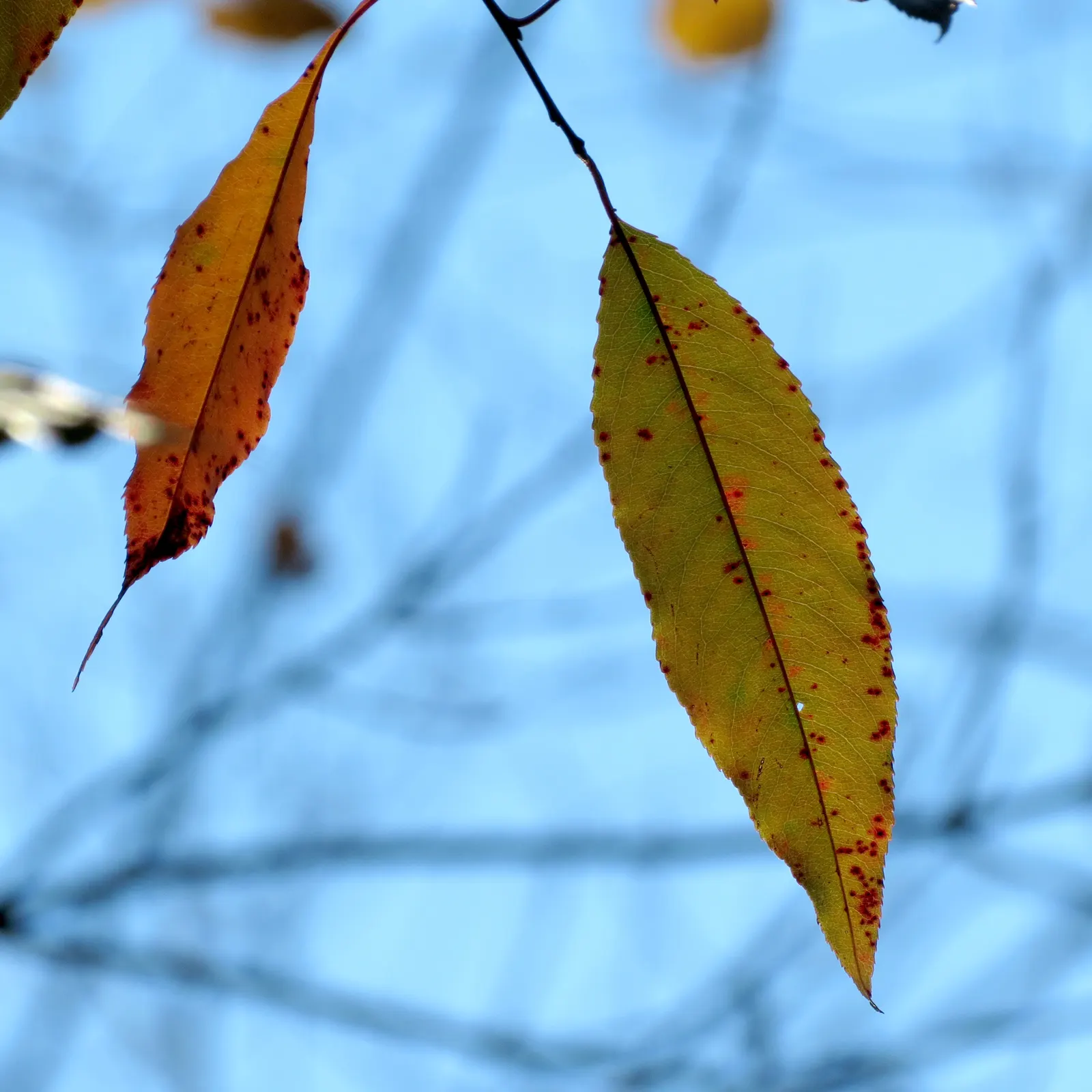 Black Cherry (Prunus Serotina) — delicate racemes of fragrant white flowers emerge; it thrives in full sun to part shade and adapts to various soils