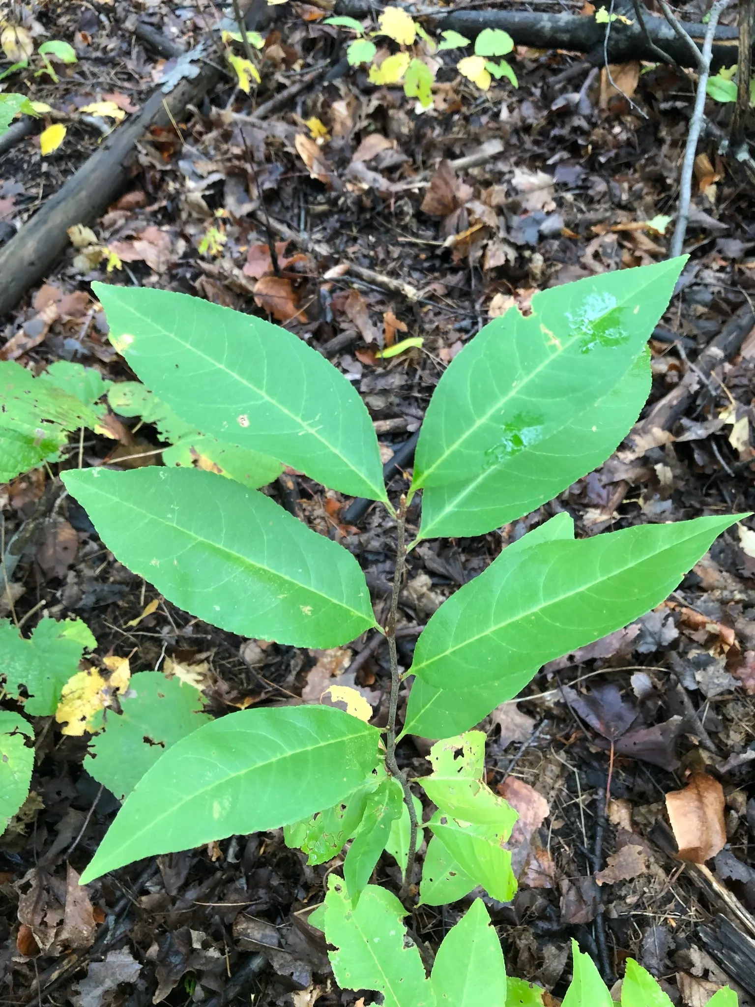 Black Cherry (Prunus Serotina) — Fall foliage is a striking yellow to red; tree for full, image 101