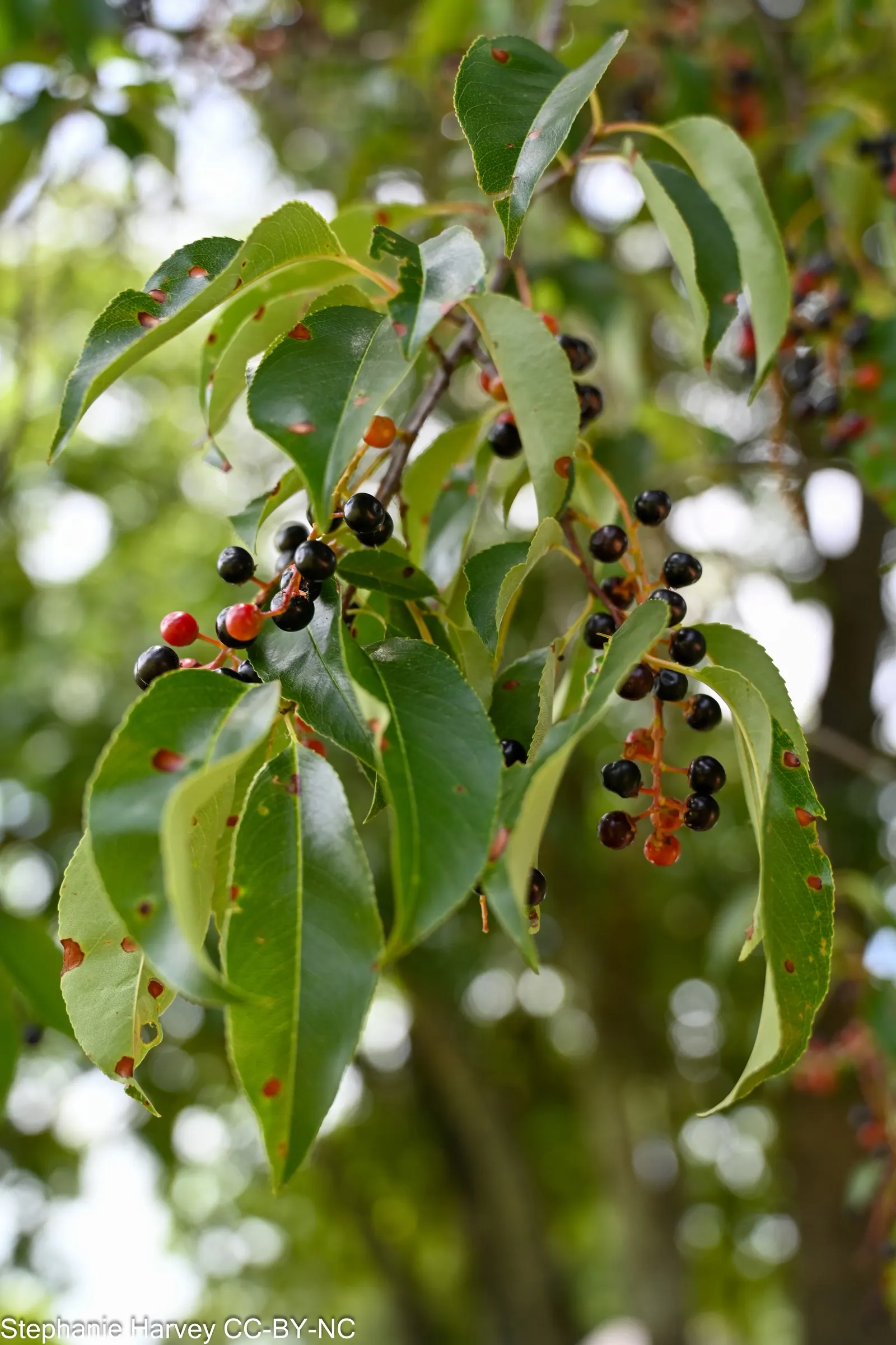 Black Cherry (Prunus Serotina) — here's a description that should be helpful:<br><br>The Black Cherry; providing a striking display, image 71