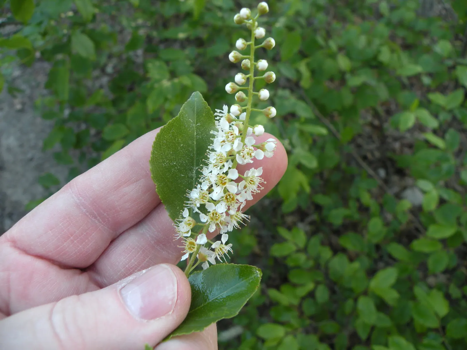 Black Cherry (Prunus Serotina) — pink and white flowers in the garden; delicate racemes of fragrant white flowers emerge