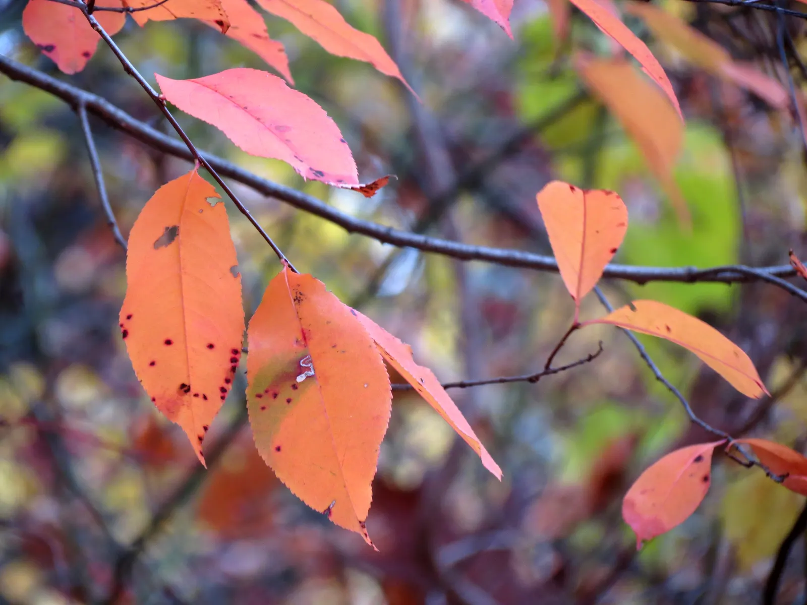 Black Cherry (Prunus Serotina) — offering a grand silhouette against the skyline.<br><br>Its leaves are simple and alternately arranged; dark purple to black