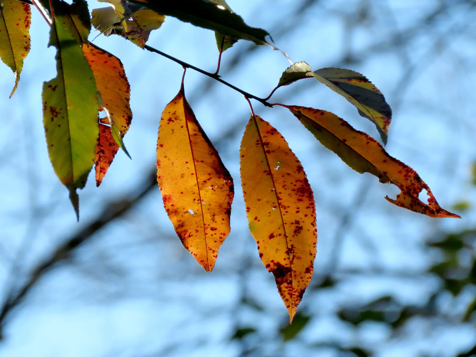 Black Cherry (Prunus Serotina) — followed by purplish-black edible fruits that attract wildlife; consider incorporating this native tree into, image 100