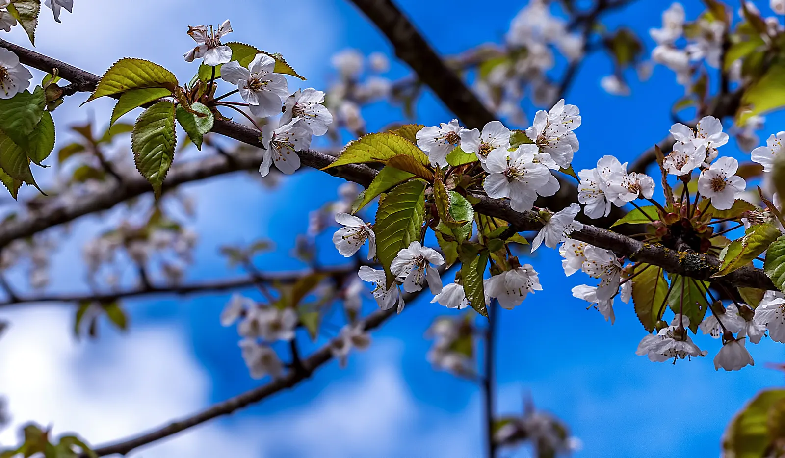 Black Cherry (Prunus Serotina) — offering a grand silhouette against the skyline.<br><br>Its leaves are simple and alternately arranged; dark, image 108