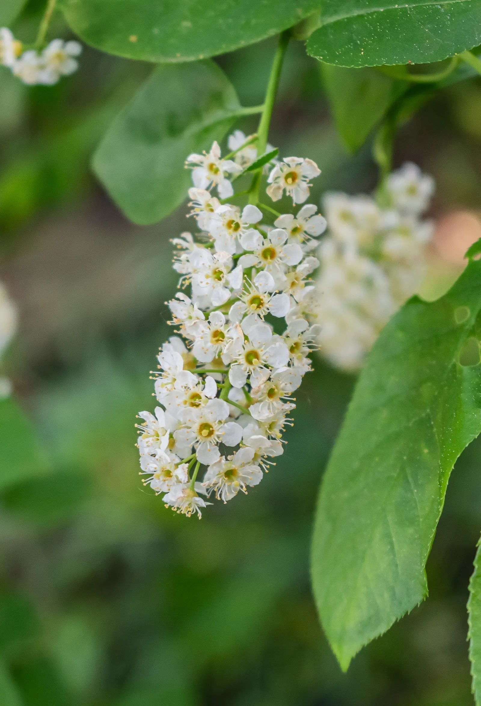 Black Cherry (Prunus Serotina) — Fall foliage is a striking yellow to red