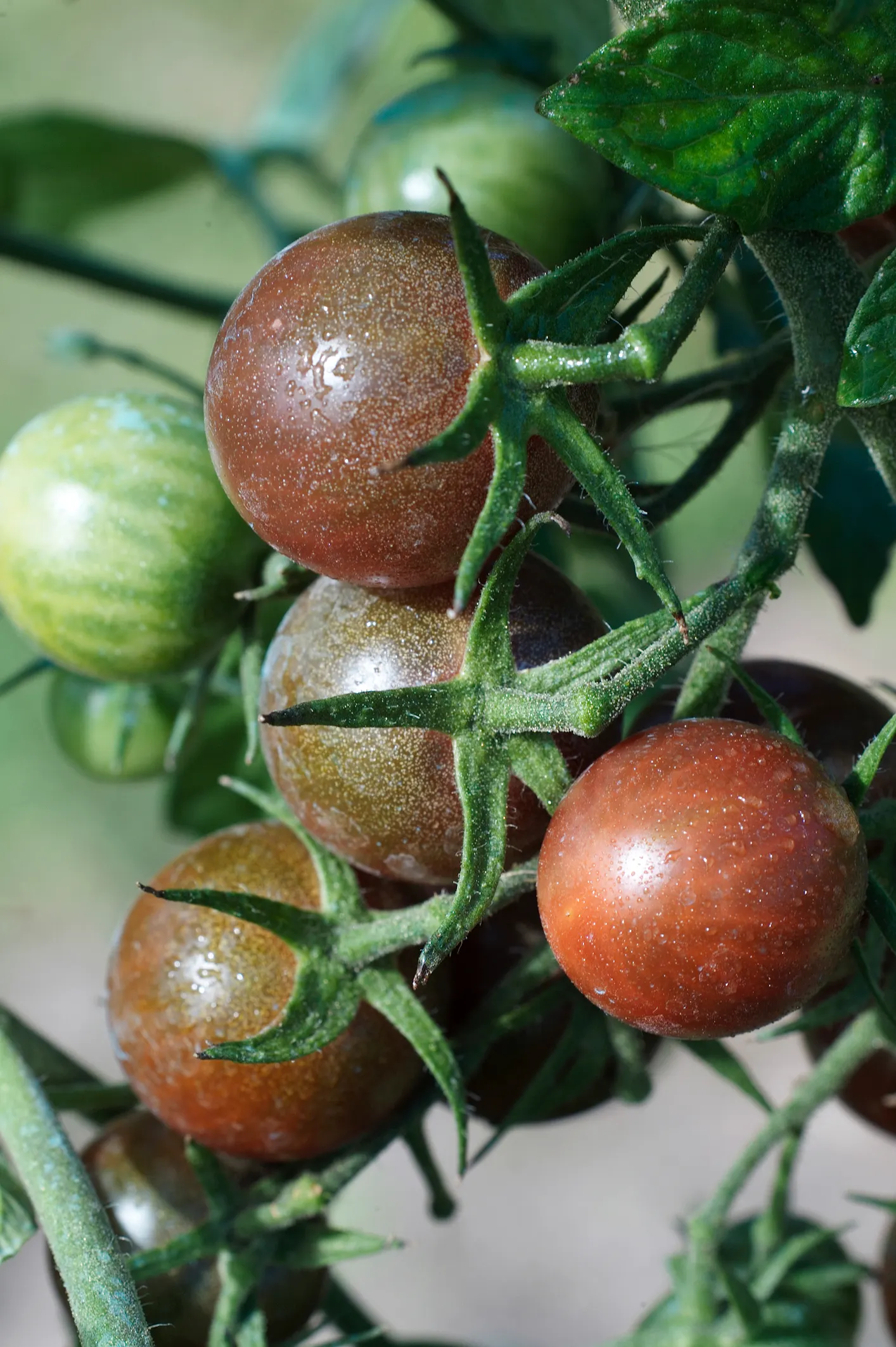 Black Cherry (Prunus Serotina) — the Black Cherry prefers full sun to partial shade and adapts well to a range of soil types; attracting a plethora, image 85