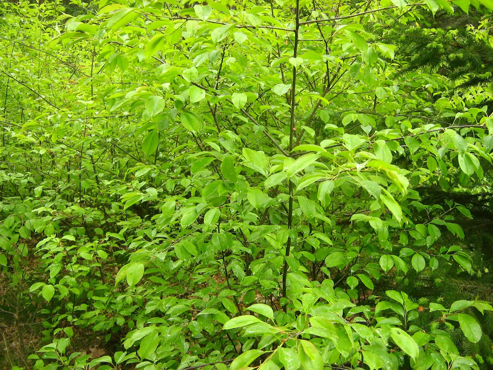 Black Cherry (Prunus Serotina) — consider incorporating this native tree into designs where height; offering a grand silhouette against the skyline.<br><br>Its