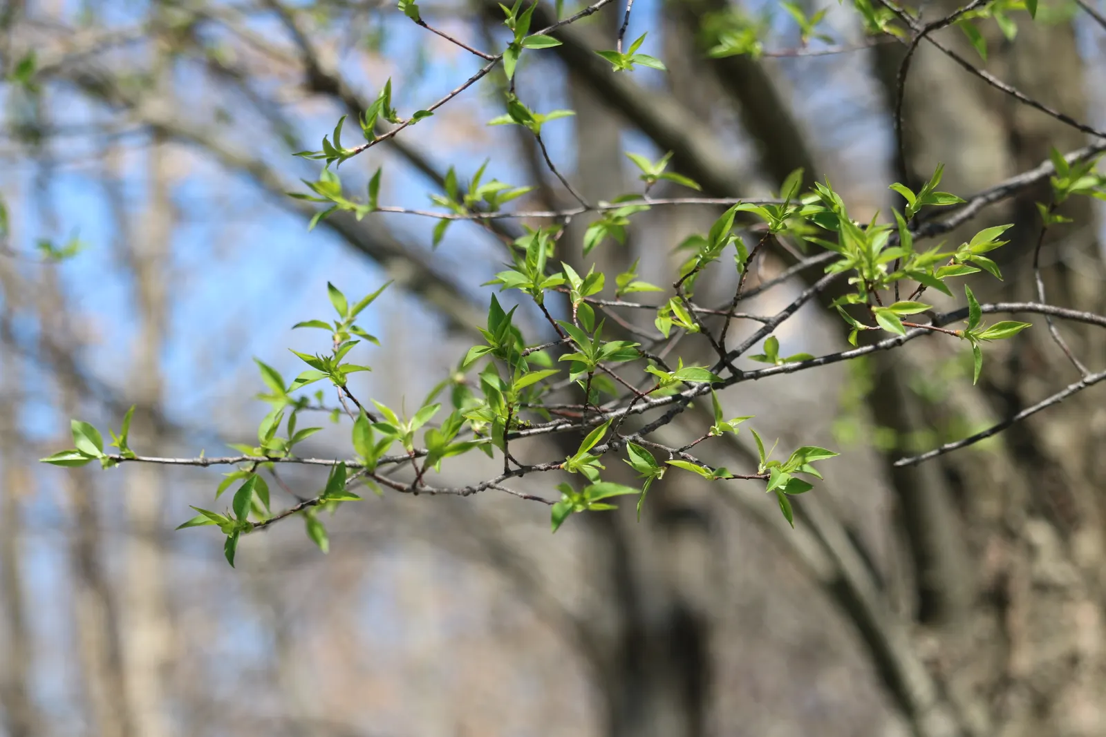 Black Cherry (Prunus Serotina) — dark purple to black drupes; adding ecological value to your landscape.<br><br>For optimal growth, image 113