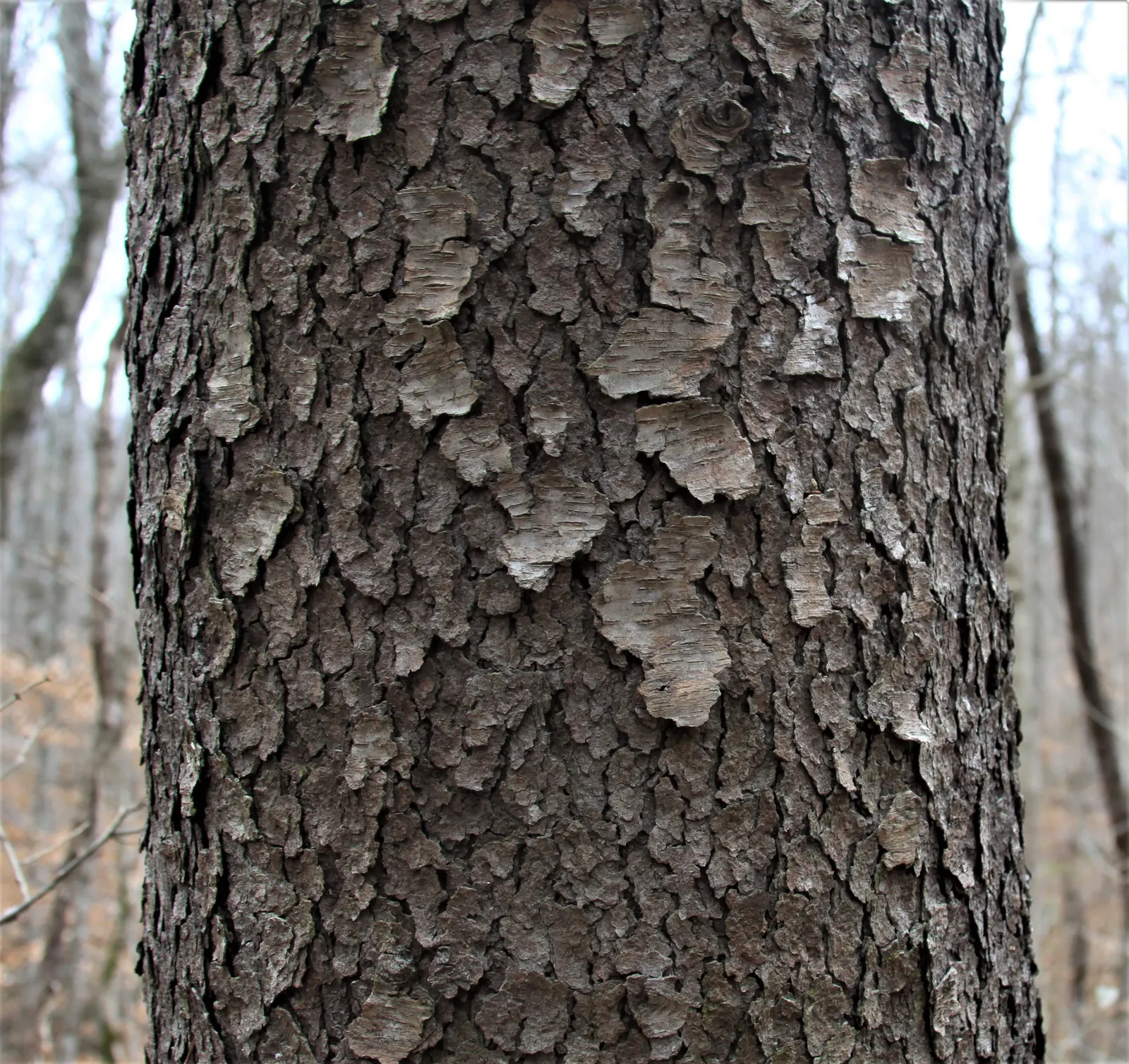 Black Cherry (Prunus Serotina) — is a deciduous native known for its fast growth; followed by purplish-black edible fruits that attract wildlife