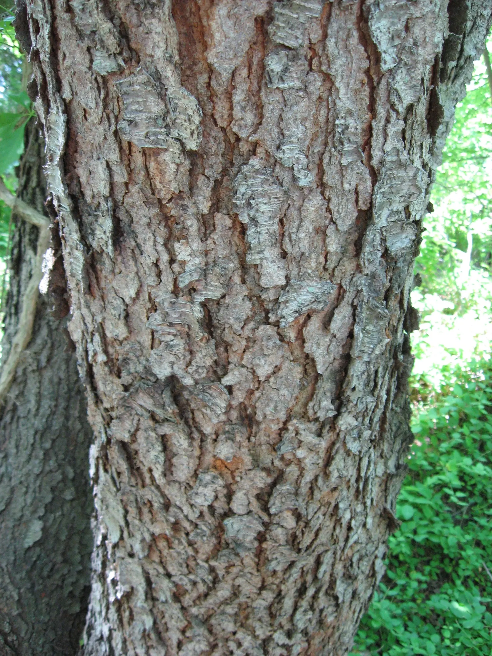 Black Cherry (Prunus Serotina) — reaching up to 50-80 feet tall with a spread of 35-50 feet; this stately deciduous tree features an oblong-oval to, image 98