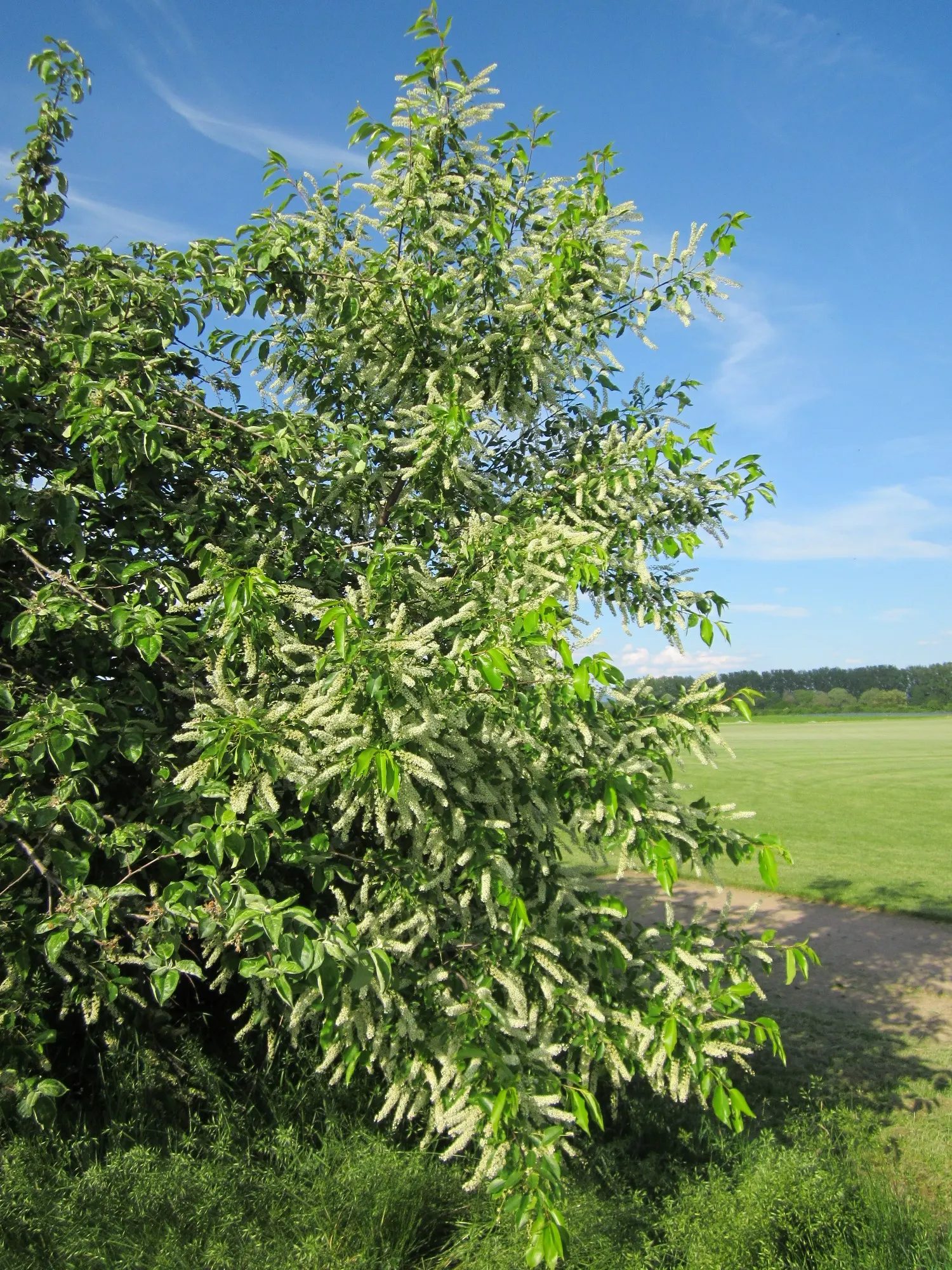 Black Cherry (Prunus Serotina) — is a deciduous native known for its fast growth; followed by purplish-black edible fruits that attract wildlife, image 65