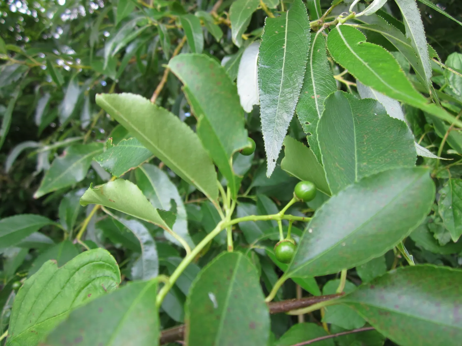 Black Cherry (Prunus Serotina) — dark purple to black drupes; adding ecological value to your landscape.<br><br>For optimal growth