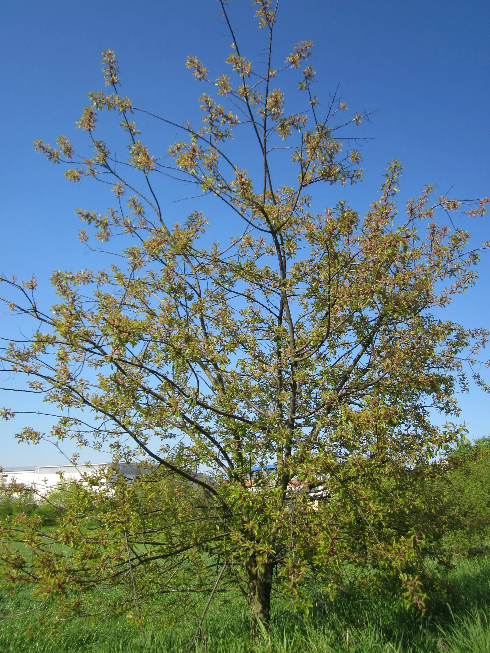 Black Cherry (Prunus Serotina) — it thrives in full sun to part shade and adapts to various soils; here's a description that should be helpful:<br><br>The