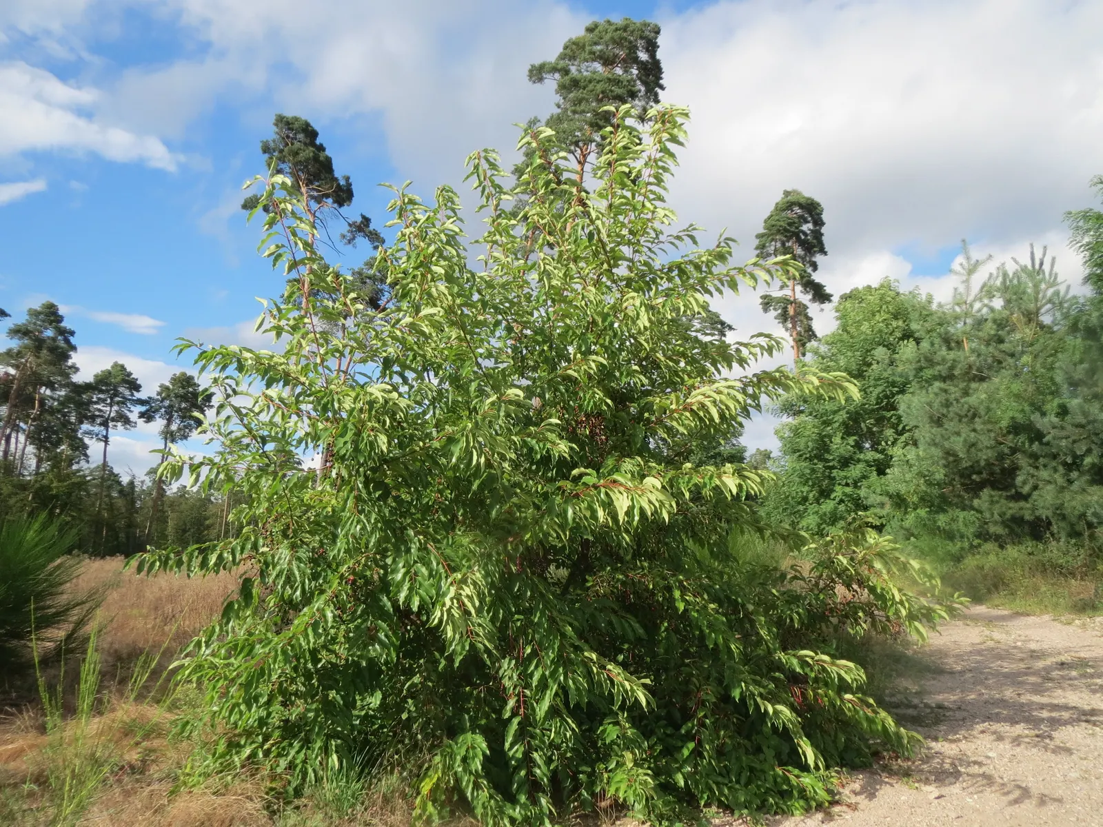 Black Cherry (Prunus Serotina) — Its fragrant white flowers bloom in late spring