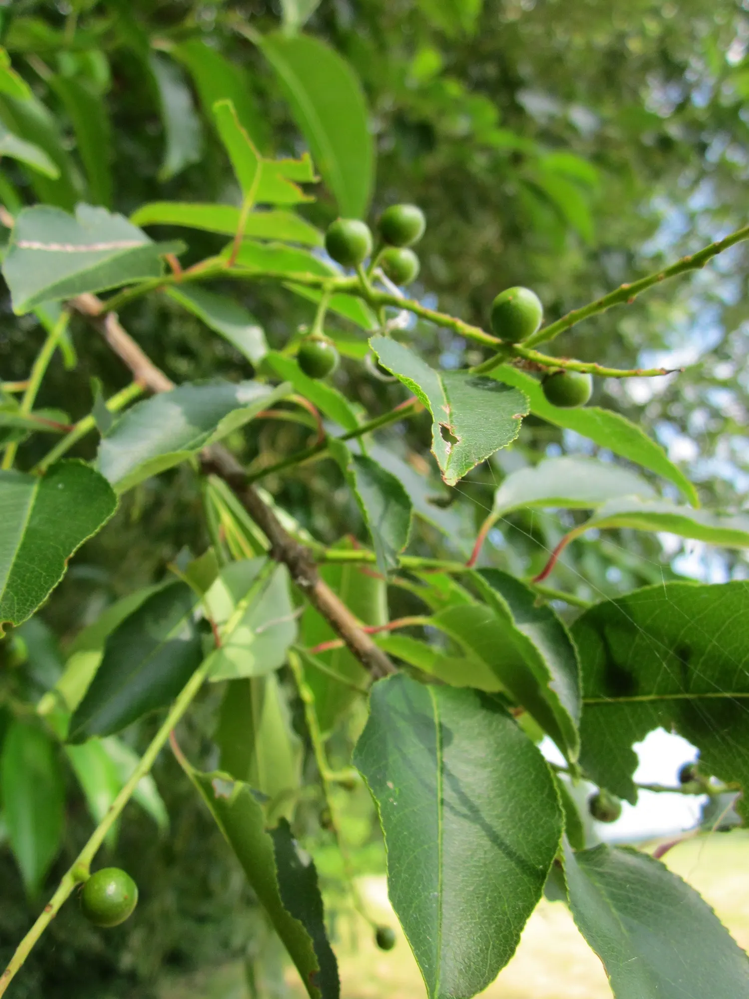 Black Cherry (Prunus Serotina) — and support for local fauna are desired; these cherries harbor seeds that serve as a valuable food source for birds and