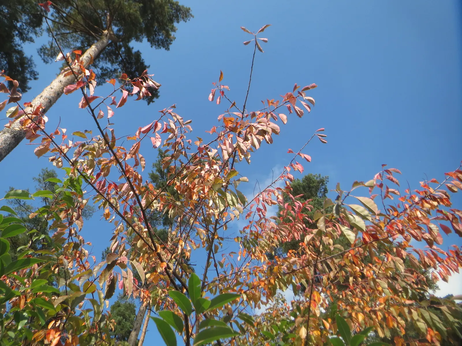 Black Cherry (Prunus Serotina) — though it thrives in moist