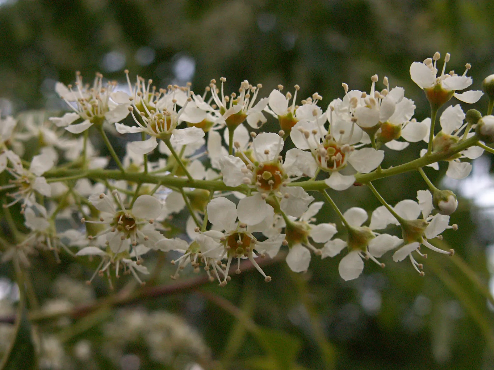 Black Cherry (Prunus Serotina) — attracting a plethora of pollinators.<br><br>Come early summer; spanning 2 to 5 inches in length