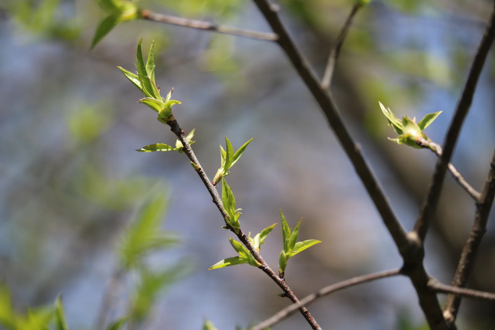 Black Cherry (Prunus Serotina) — is a versatile and elegant tree