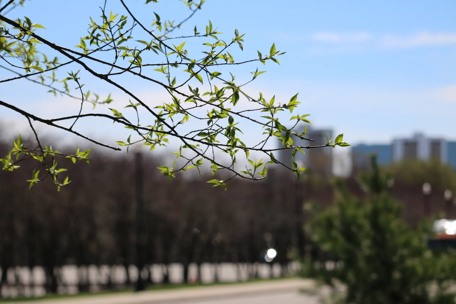 Black Cherry (Prunus Serotina) — These cherries harbor seeds that serve as a valuable food source for birds and wildlife; reaching up to 50-80 feet, image 83
