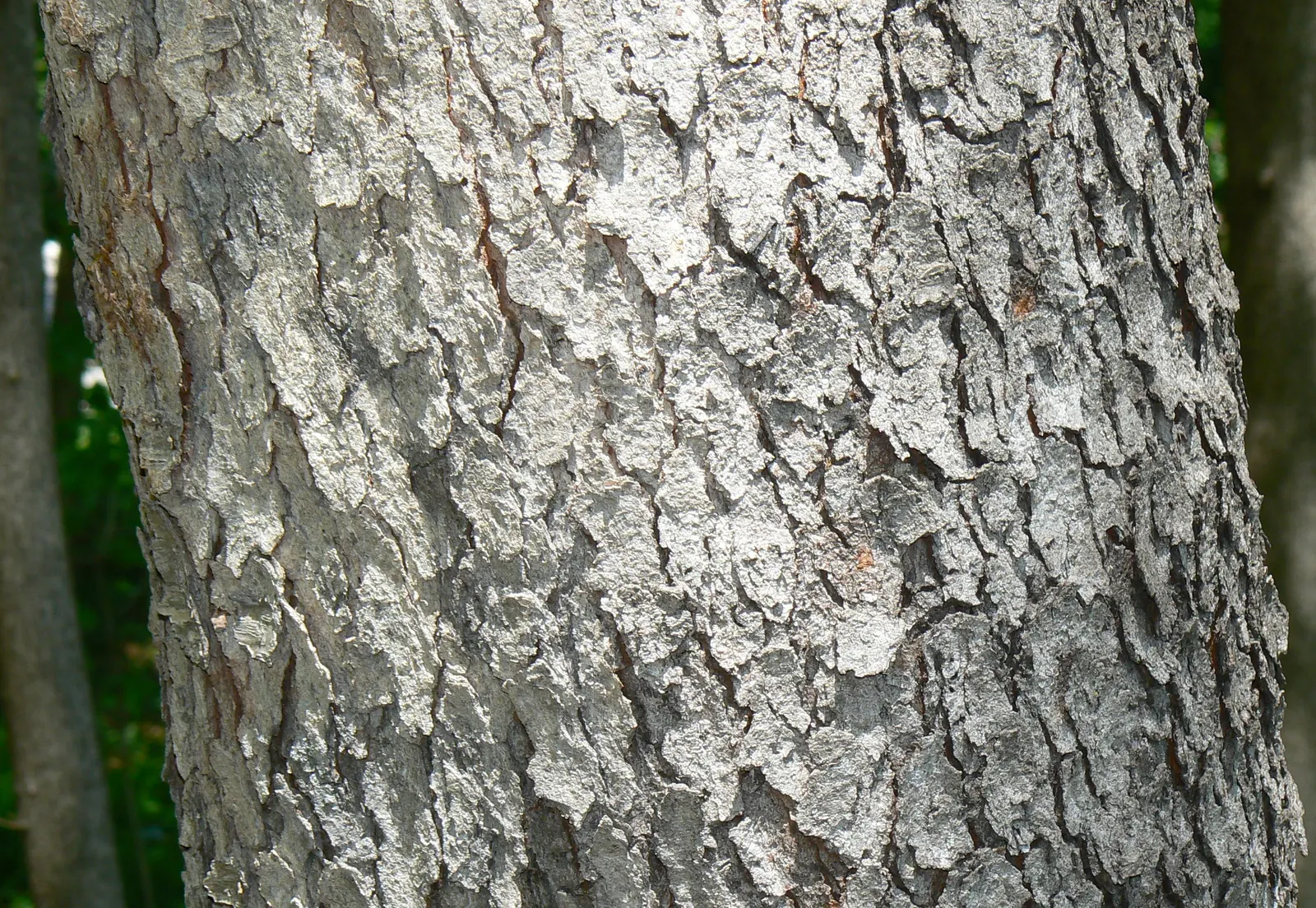 Black Cherry (Prunus Serotina) — though it thrives in moist; well-drained soil with a mildly acidic to neutral pH, image 86