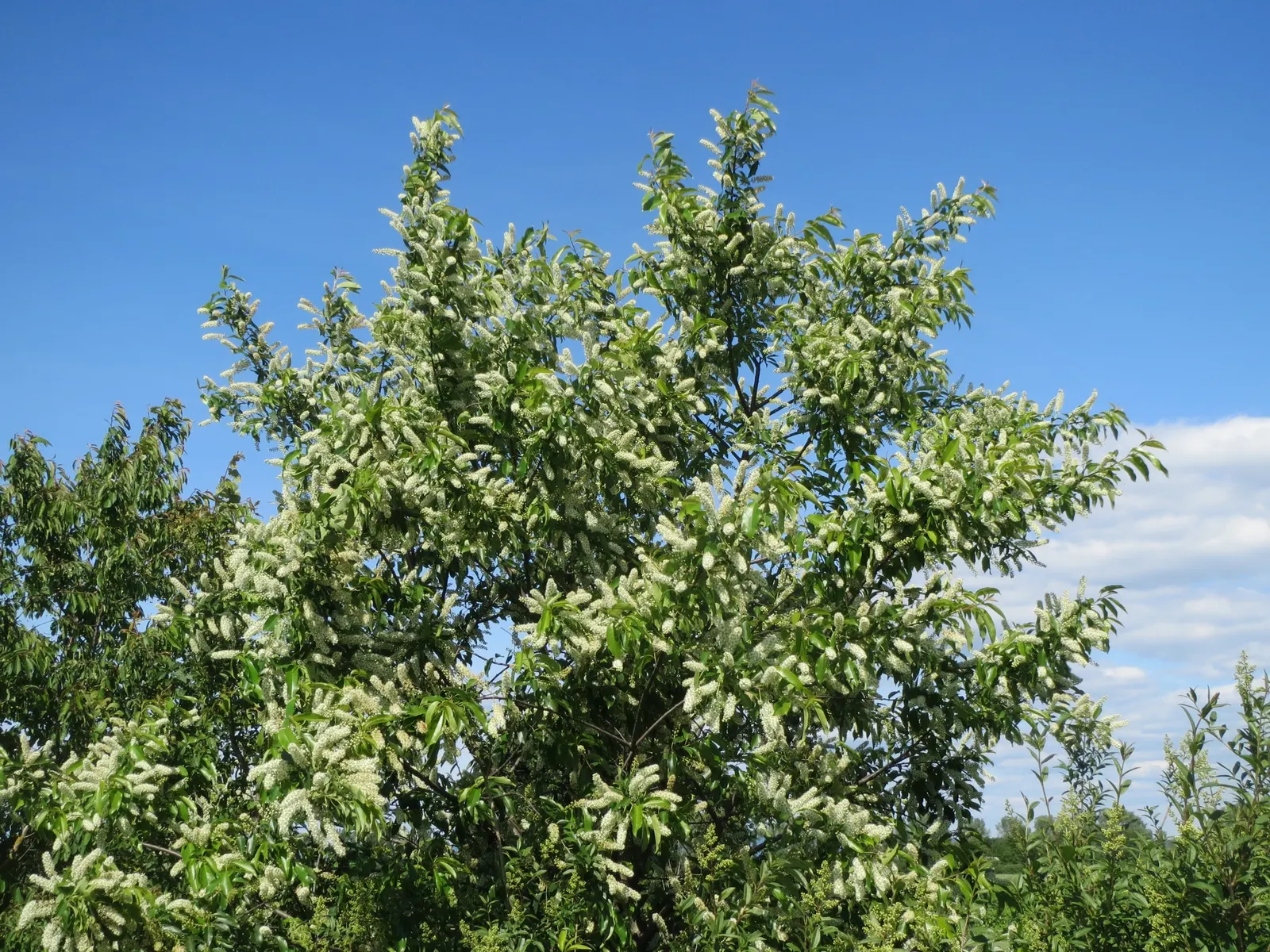 Black Cherry (Prunus Serotina) — Standing tall at a mature height between 50 to 80 feet with a spread of 20 to 30 feet