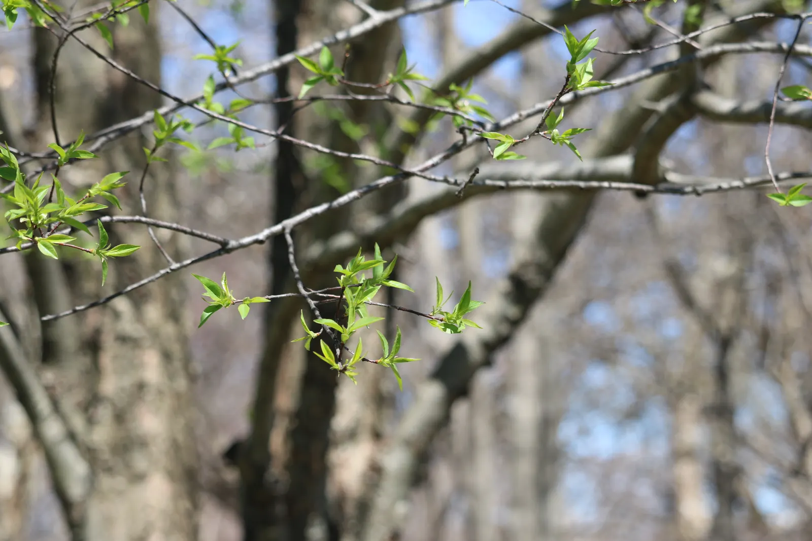 Black Cherry (Prunus Serotina) — the Black Cherry prefers full sun to partial shade and adapts well to a range of soil types