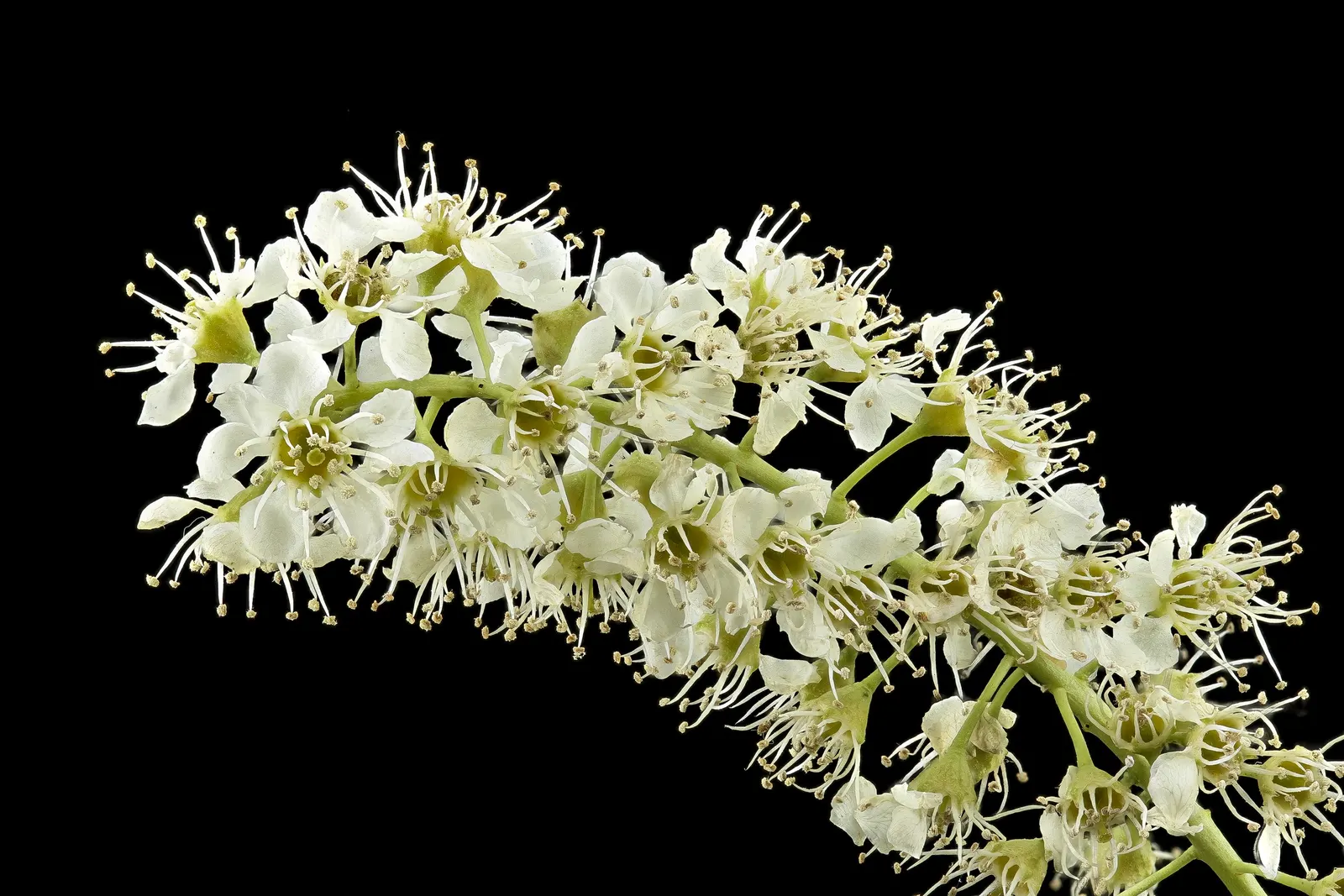 Black Cherry (Prunus Serotina) — esteemed for its ornamental beauty and beneficial ecological attributes; prunus serotina is a classic choice for, image 73