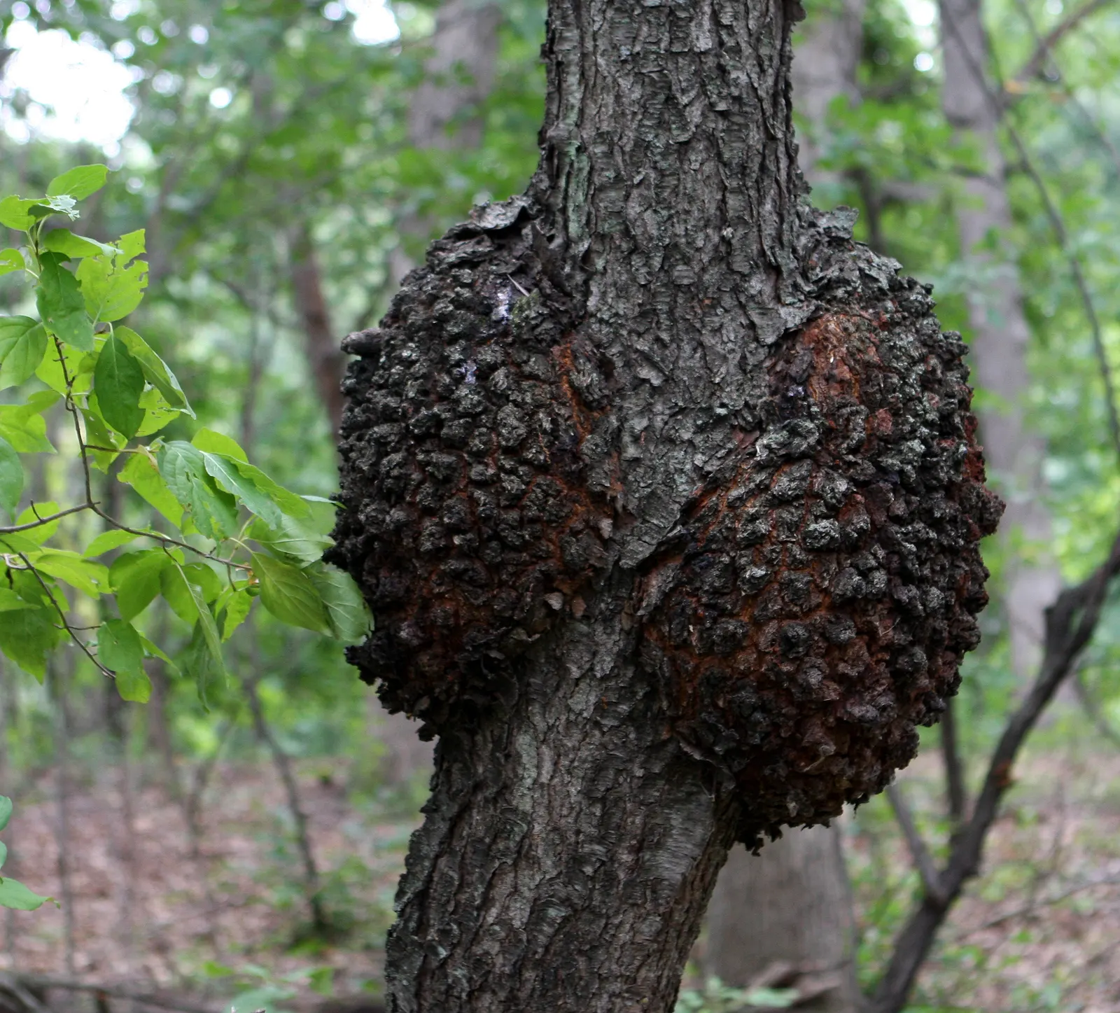 Black Cherry (Prunus Serotina) — spanning 2 to 5 inches in length