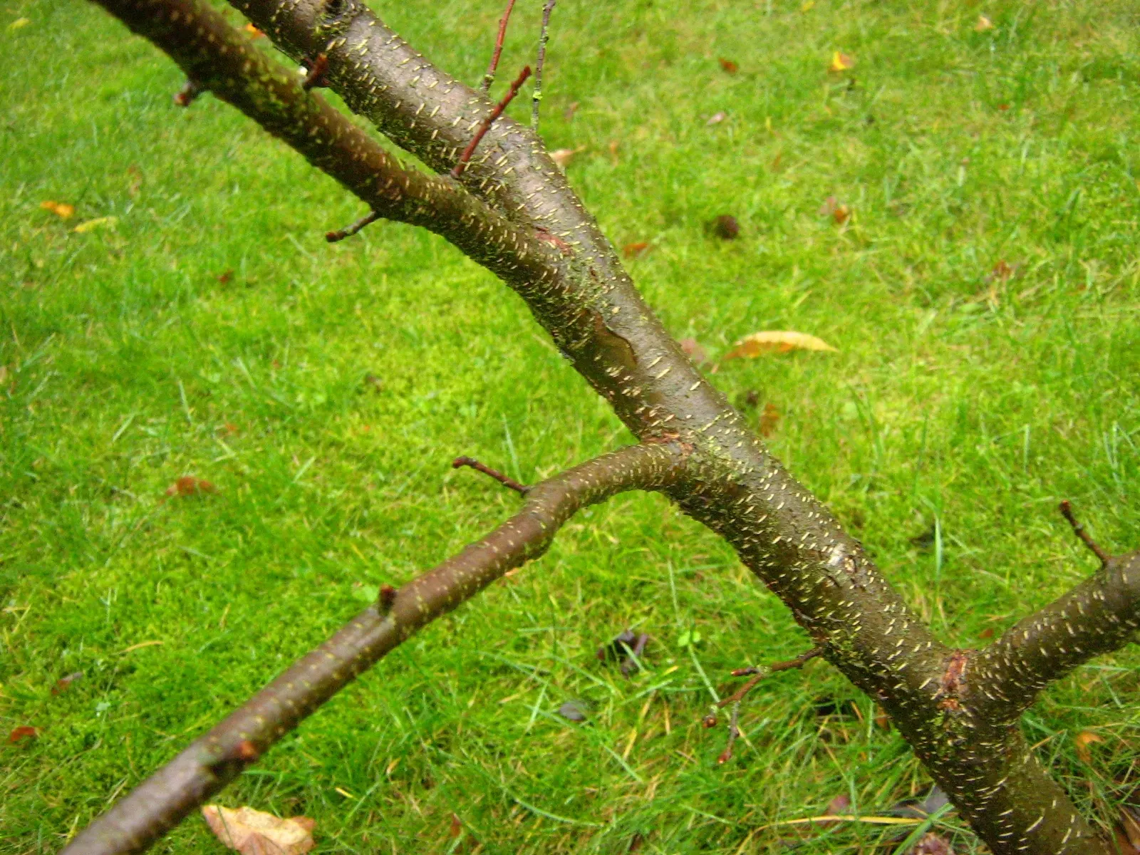 Black Cherry (Prunus Serotina) — this stately deciduous tree features an oblong-oval to rounded crown; standing tall at a mature height between 50, image 75