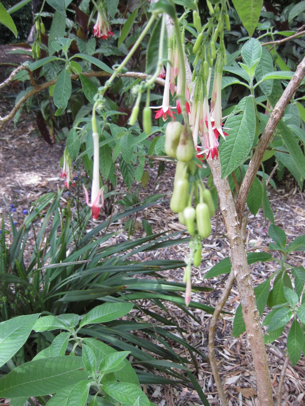 Australian Fuchsia (Correa Pulchella) — Preferring partial sun to light shade, this drought-resistant native thrives in well-draining soil