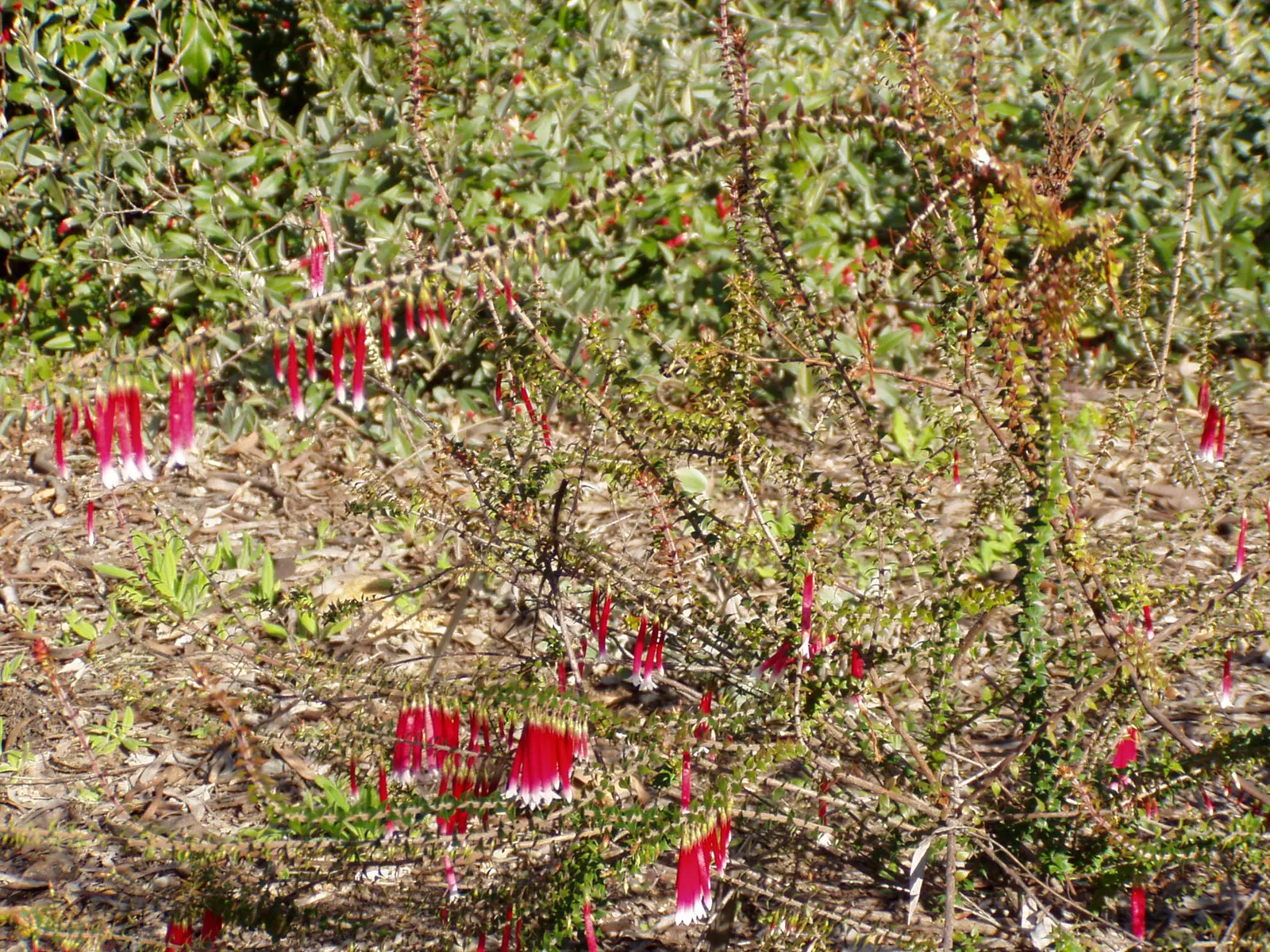 Australian Fuchsia (Correa Pulchella) — Its foliage presents a dense