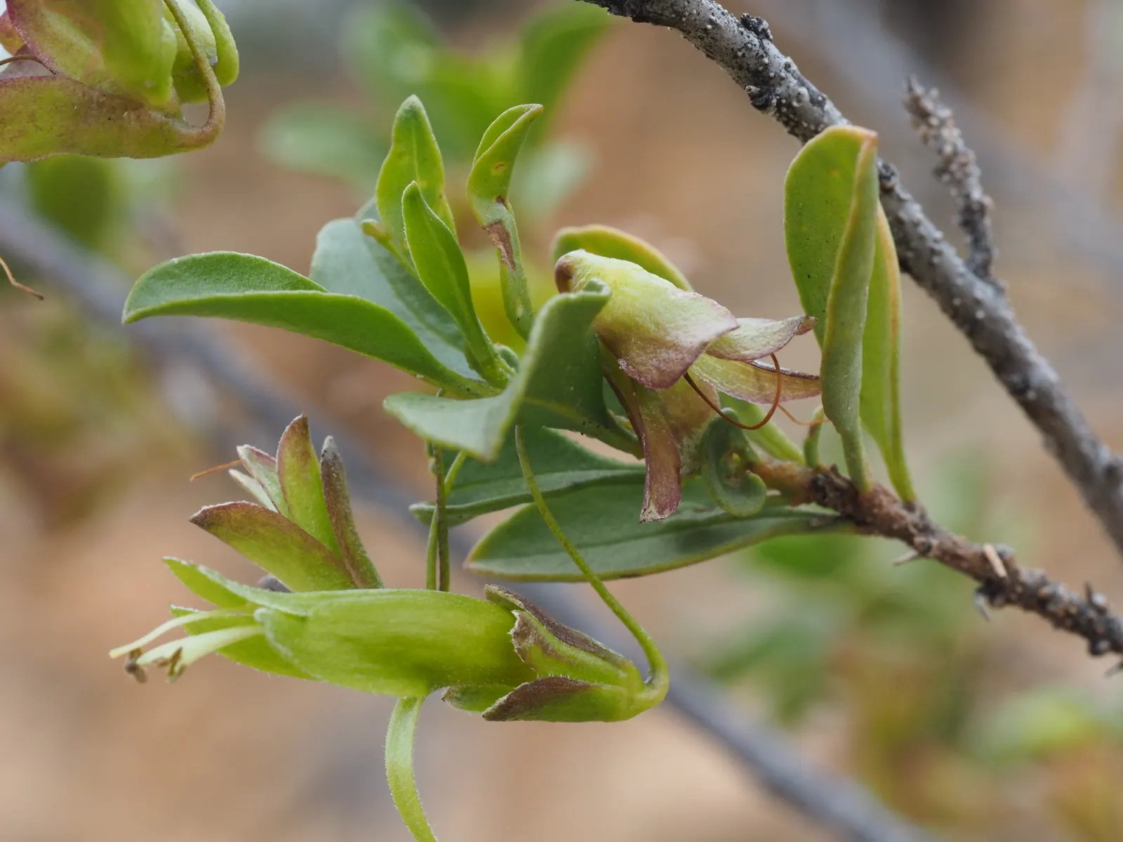 Australian Fuchsia (Correa Pulchella) — or understory plantings in a larger shrub ensemble