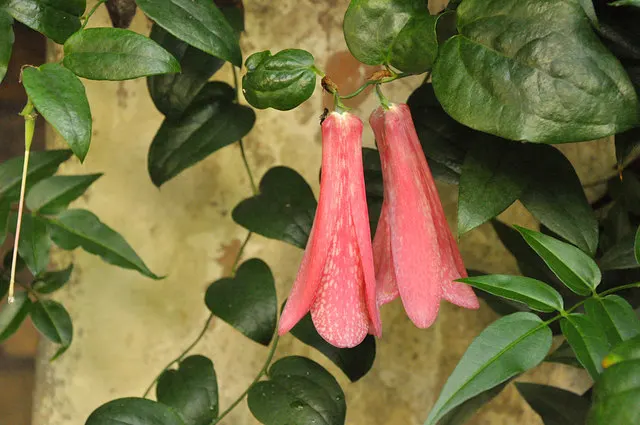 Australian Fuchsia (Correa Pulchella) — the Australian Fuchsia grows to a modest size