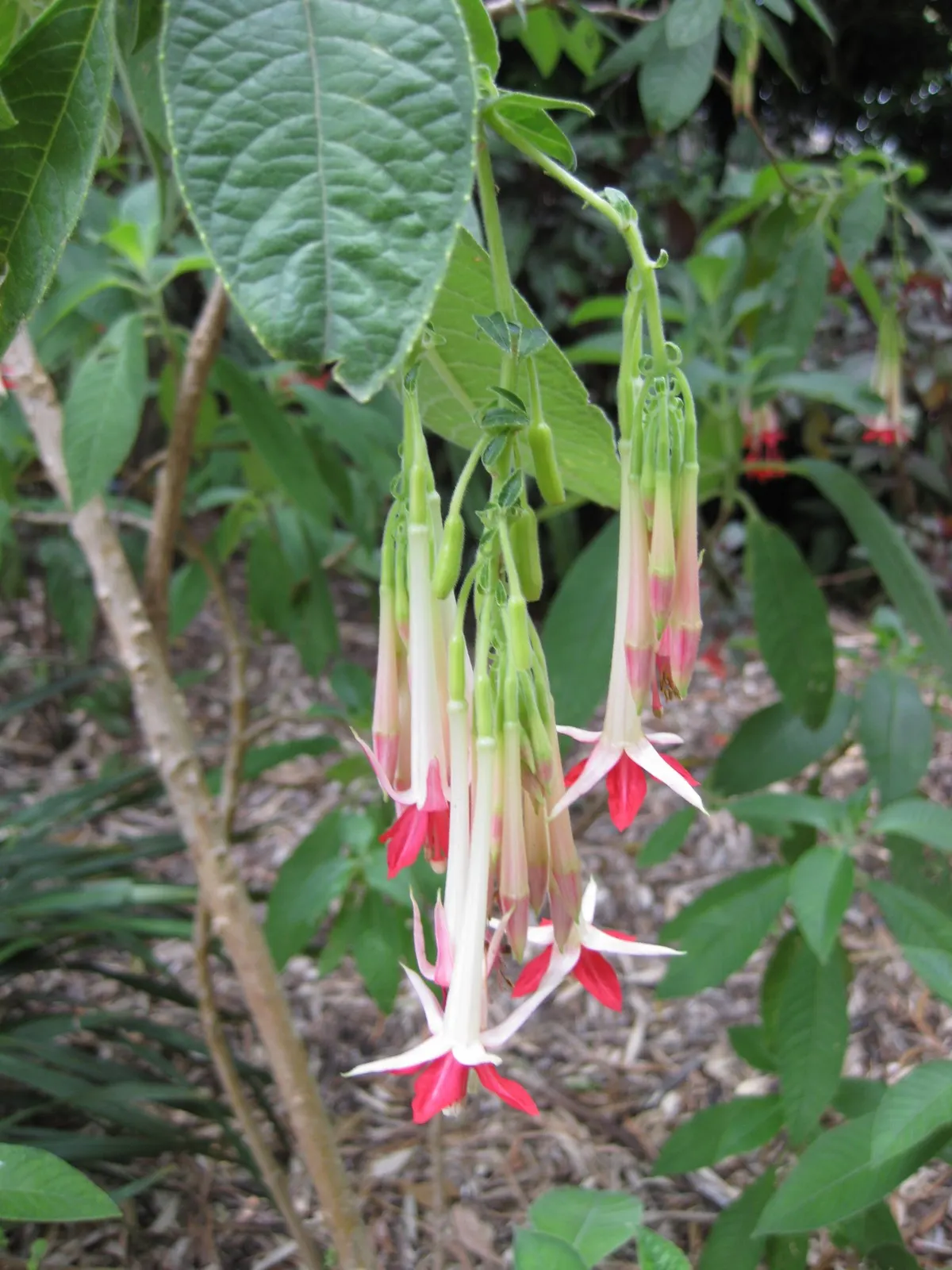 Australian Fuchsia (Correa Pulchella) — They attract a variety of pollinators