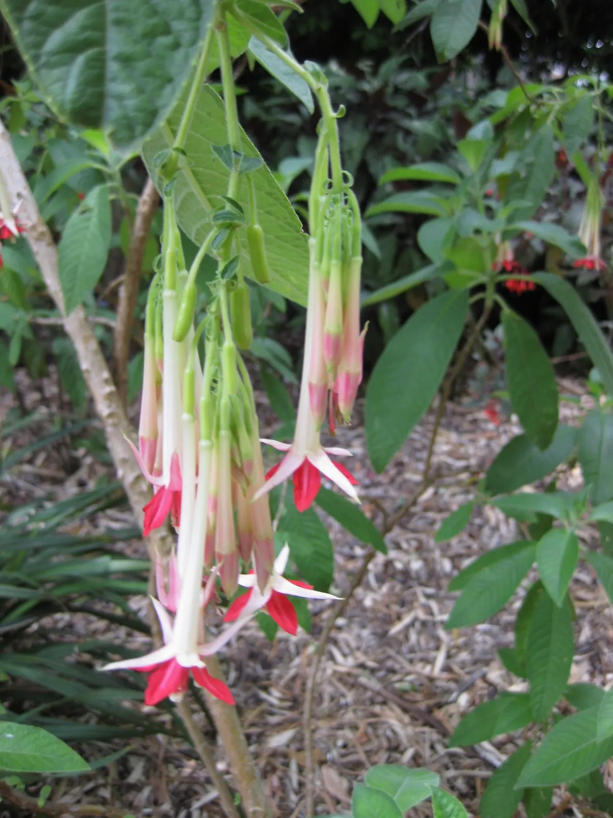 Australian Fuchsia (Correa Pulchella) — which makes it a versatile choice for borders