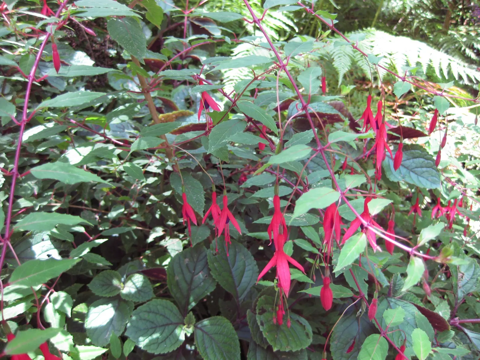 Australian Fuchsia (Correa Pulchella) — making the shrub a lively addition to the garden ecosystem.<br><br>Ideal for landscape design