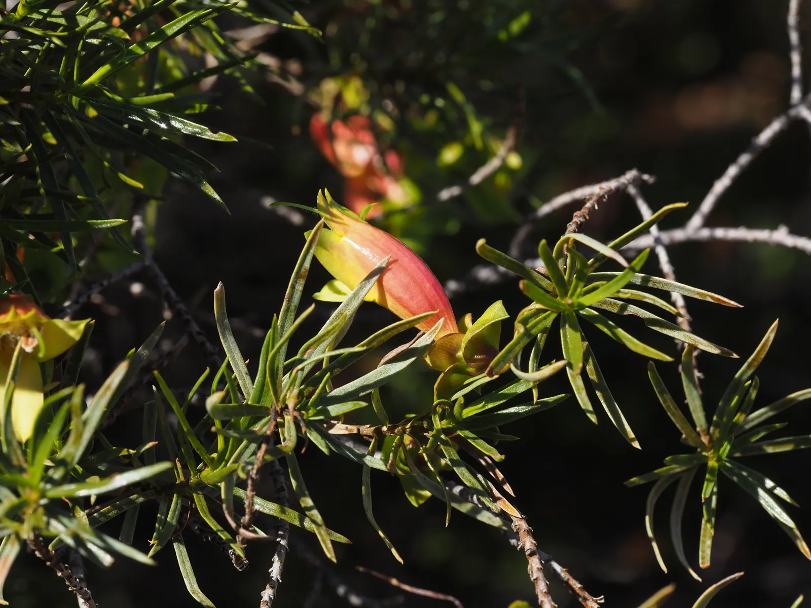 Australian Fuchsia (Correa Pulchella) — elliptical to ovate leaves