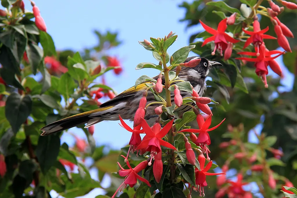 Australian Fuchsia (Correa Pulchella) — attracting hummingbirds and beneficial insects