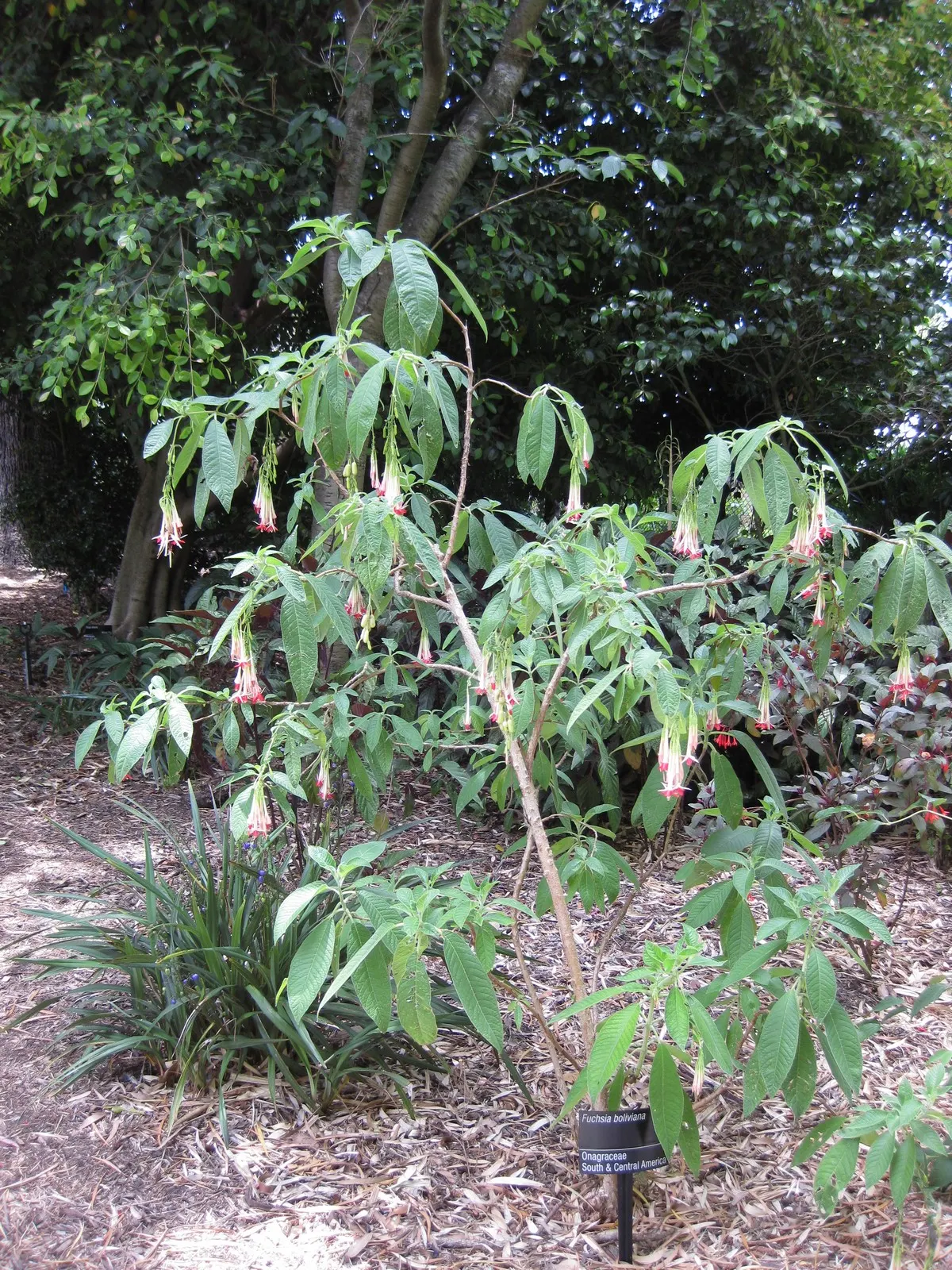 Australian Fuchsia (Correa Pulchella) — including hummingbirds and bees
