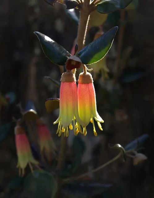 Australian Fuchsia (Correa Pulchella) — felty touch due to fine hairs covering the leaves