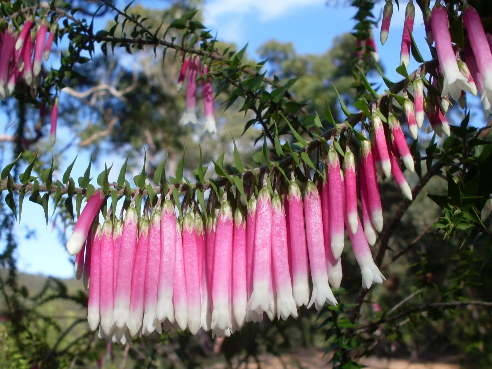 Australian Fuchsia (Correa Pulchella) — It thrives in well-drained soils, preferring a spot with partial shade to full sun exposure