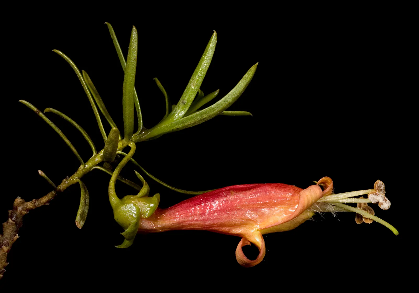 Australian Fuchsia (Correa Pulchella) — Flourishing in USDA zones 9-11, it reaches 3-5 feet in both height and spread