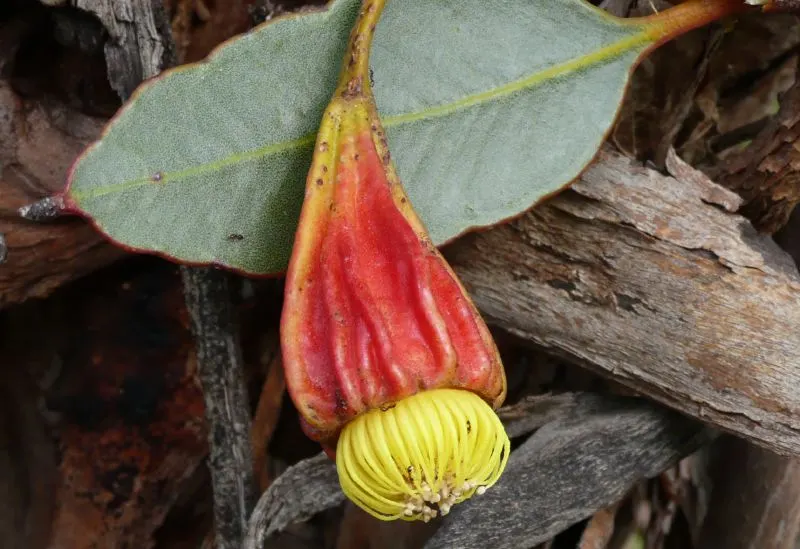 Australian Fuchsia (Correa Pulchella) — indigenous to southeastern Australia
